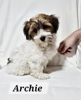 Archie, a male Havanese for sale in Millersburg, IN – 4 of 10