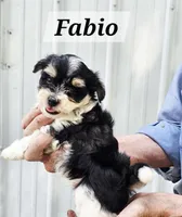 Fabio, a male Havanese for sale in Millersburg, IN – 3 of 3