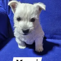 Marci, a female West Highland White Terrier for sale in Millersburg, IN – Photo 4 of 7
