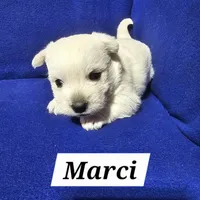 Marci, a female West Highland White Terrier for sale in Millersburg, IN – Photo 7 of 7