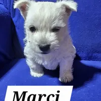 Marci, a female West Highland White Terrier for sale in Millersburg, IN – Photo 2 of 7