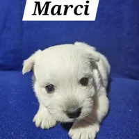 Marci, a female West Highland White Terrier for sale in Millersburg, IN – Photo 6 of 7