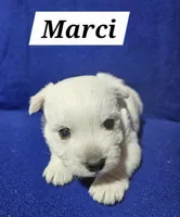 Marci, a female West Highland White Terrier for sale in Millersburg, IN – Photo 2 of 3