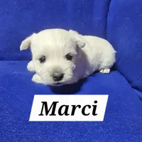 Marci, a female West Highland White Terrier for sale in Millersburg, IN – Photo 5 of 7