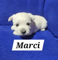 Marci, a female West Highland White Terrier for sale in Millersburg, IN – Photo 3 of 3