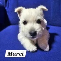 Marci, a female West Highland White Terrier for sale in Millersburg, IN – Photo 3 of 7