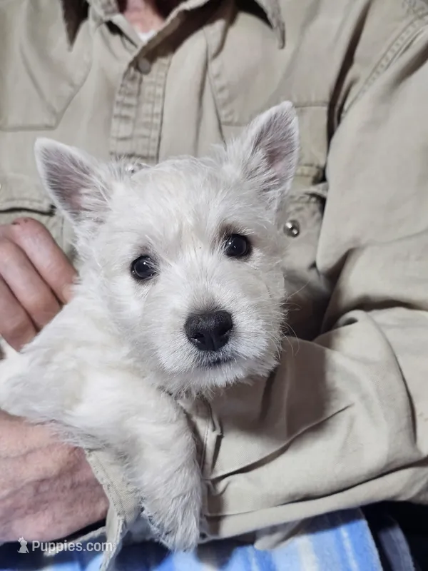 Marci – West Highland White Terrier puppy for sale in Millersburg, IN
