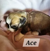 Ace, a male Havanese for sale in Millersburg, IN – 2 of 2