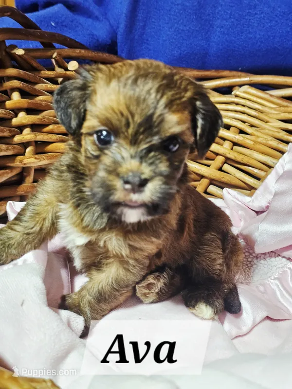 Ava – Havanese puppy for sale in Millersburg, IN