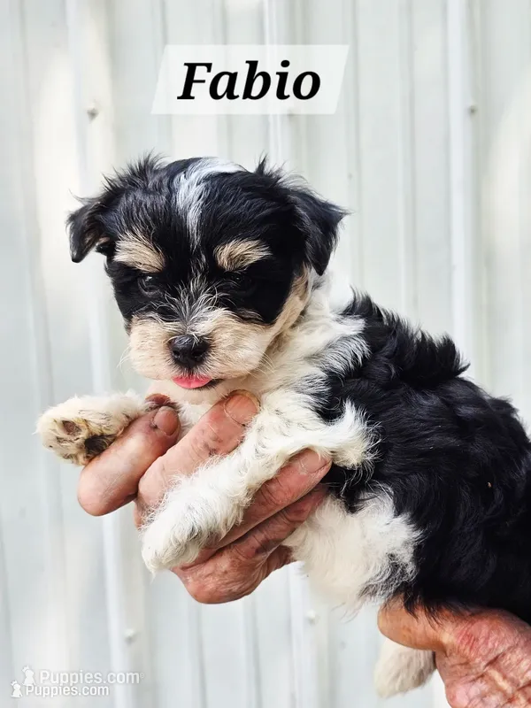 Fabio – Havanese puppy for sale in Millersburg, IN