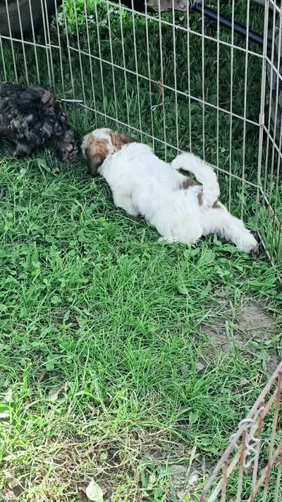 Archie, a male Havanese for sale in Millersburg, IN – 10 of 10
