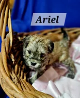 Ariel, a female Havanese for sale in Millersburg, IN – 4 of 7