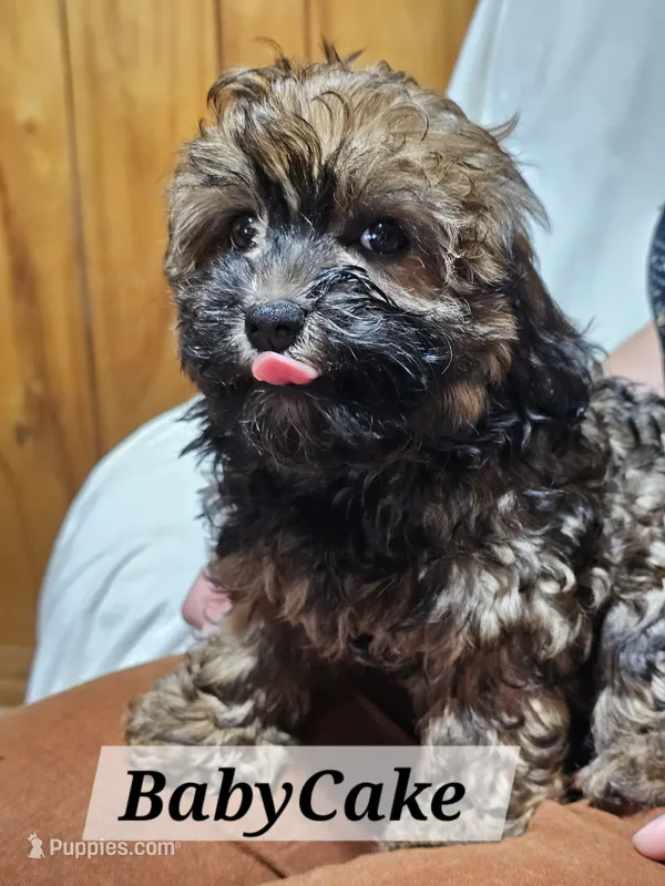 BabyCake – Havanese puppy for sale in Millersburg, IN