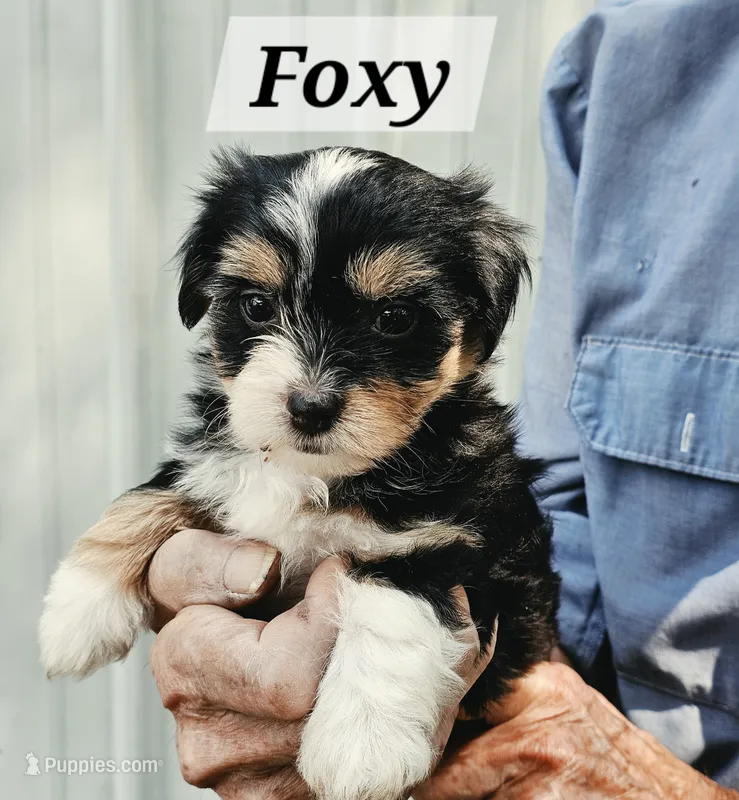 Foxy – Havanese puppy for sale in Millersburg, IN