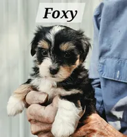 Foxy, a female Havanese for sale in Millersburg, IN – 1 of 4