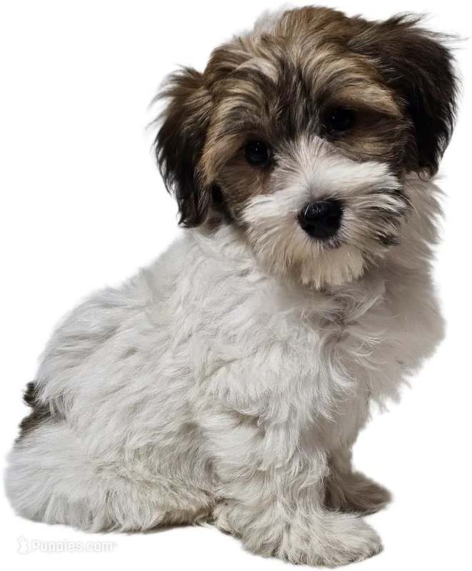 Archie – Havanese puppy for sale in Millersburg, IN