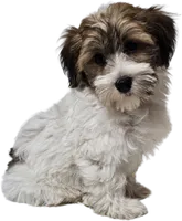Archie, a male Havanese for sale in Millersburg, IN – 1 of 10