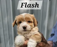 Flash, a male Havanese for sale in Millersburg, IN – 1 of 2