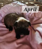 April, a female Havanese for sale in Millersburg, IN – 2 of 2