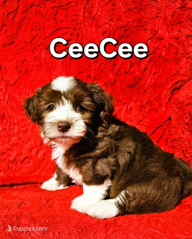 CeeCee