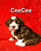 CeeCee, a female Havanese for sale in Millersburg, IN – Photo 1 of 7