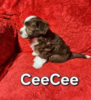 CeeCee, a female Havanese for sale in Millersburg, IN – Photo 3 of 7