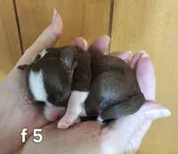 CeeCee, a female Havanese for sale in Millersburg, IN – Photo 6 of 7
