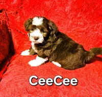 CeeCee, a female Havanese for sale in Millersburg, IN – Photo 2 of 7