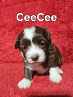 CeeCee, a female Havanese for sale in Millersburg, IN – Photo 5 of 7