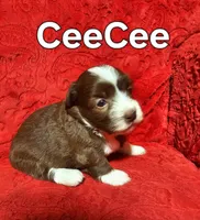 CeeCee, a female Havanese for sale in Millersburg, IN – Photo 4 of 7