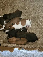 CeeCee, a female Havanese for sale in Millersburg, IN – Photo 7 of 7