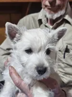 Merri, a female West Highland White Terrier for sale in Millersburg, IN – Photo 1 of 9