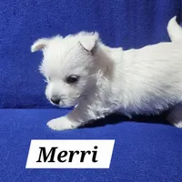 Merri, a female West Highland White Terrier for sale in Millersburg, IN – Photo 5 of 9