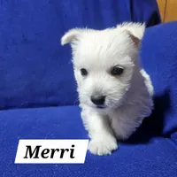 Merri, a female West Highland White Terrier for sale in Millersburg, IN – Photo 3 of 9