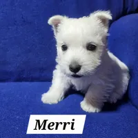 Merri, a female West Highland White Terrier for sale in Millersburg, IN – Photo 4 of 9