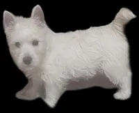 Merri, a female West Highland White Terrier for sale in Millersburg, IN – Photo 2 of 9