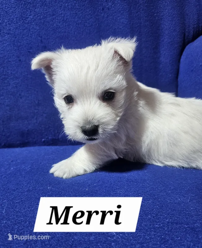Merri