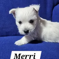 Merri, a female West Highland White Terrier for sale in Millersburg, IN – Photo 2 of 9