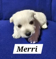 Merri, a female West Highland White Terrier for sale in Millersburg, IN – Photo 4 of 4