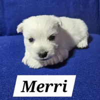 Merri, a female West Highland White Terrier for sale in Millersburg, IN – Photo 8 of 9