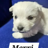 Merri, a female West Highland White Terrier for sale in Millersburg, IN – Photo 7 of 9