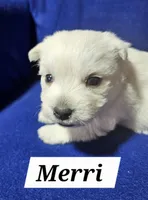 Merri, a female West Highland White Terrier for sale in Millersburg, IN – Photo 2 of 4