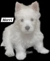 Merri, a female West Highland White Terrier for sale in Millersburg, IN – Photo 3 of 9