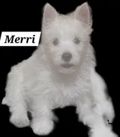 Merri, a female West Highland White Terrier for sale in Millersburg, IN – Photo 1 of 9