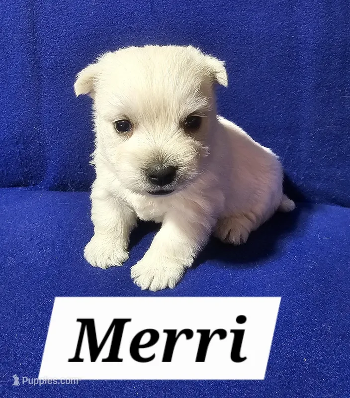 Merri