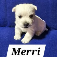 Merri, a female West Highland White Terrier for sale in Millersburg, IN – Photo 6 of 9
