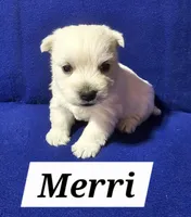 Merri, a female West Highland White Terrier for sale in Millersburg, IN – Photo 1 of 4