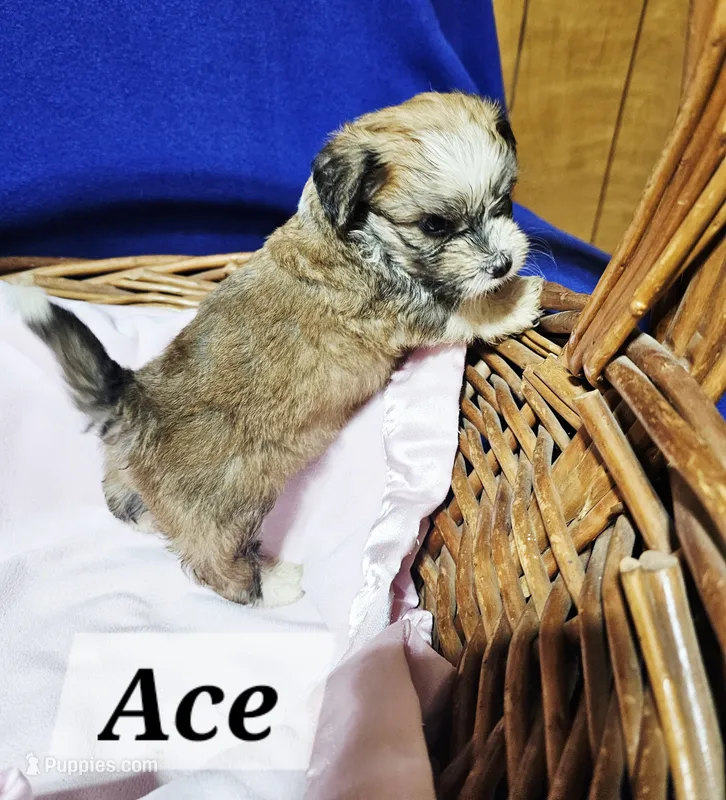 Ace – Havanese puppy for sale in Millersburg, IN