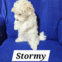 Stormy, a female Havanese for sale in Millersburg, IN – Photo 3 of 8