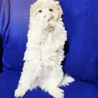 Stormy, a female Havanese for sale in Millersburg, IN – Photo 4 of 8